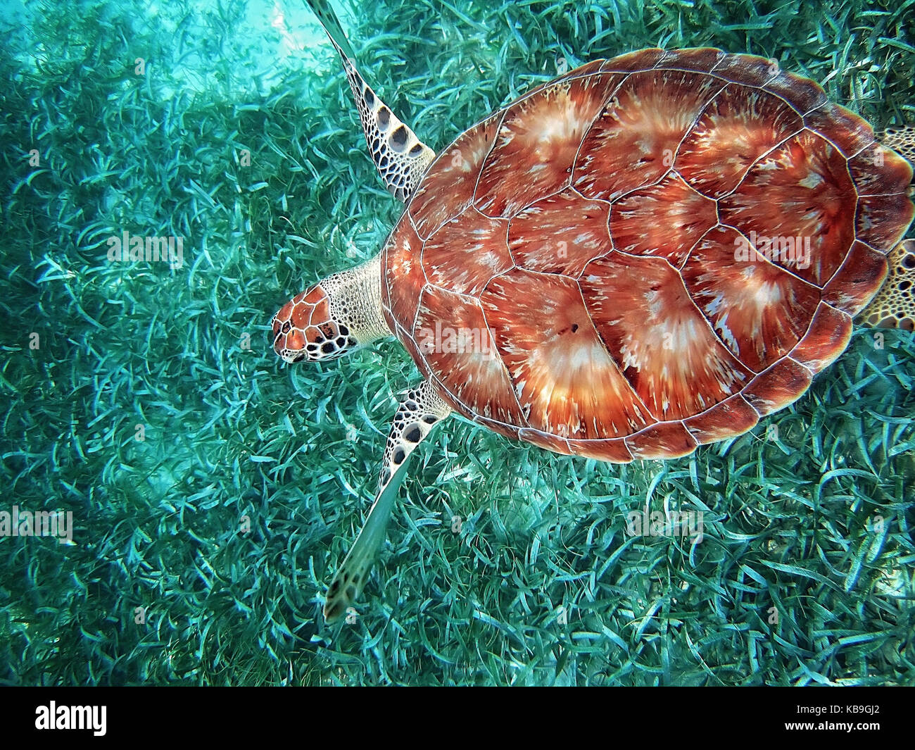 Hol Chan Nationalpark, Belize, Tauchen mit Schildkröten Stockfoto