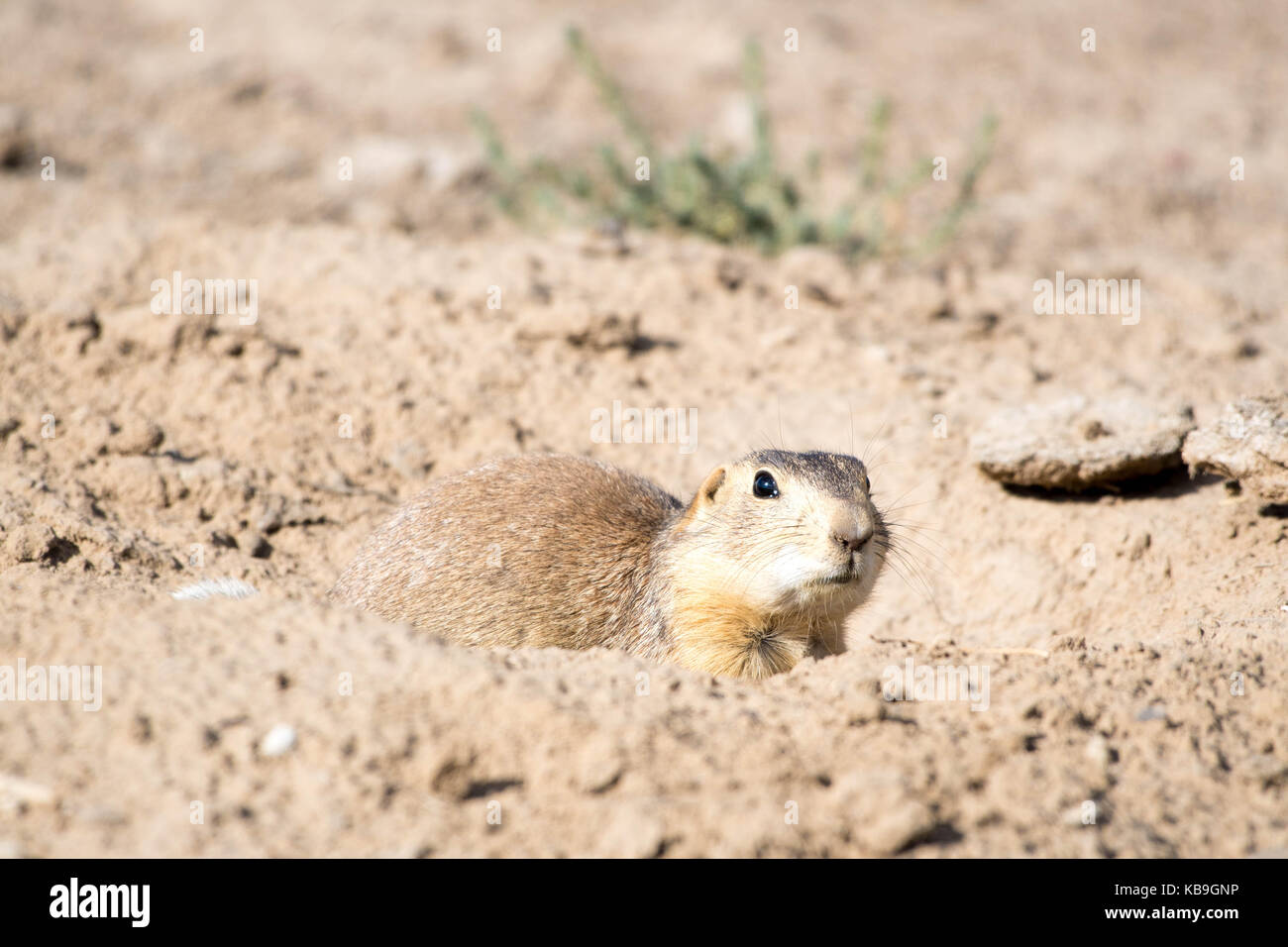 Der gunnison prairie dog, (cynomys gunnisoni), El Malpais National Conservation Area, New Mexico, USA. Stockfoto