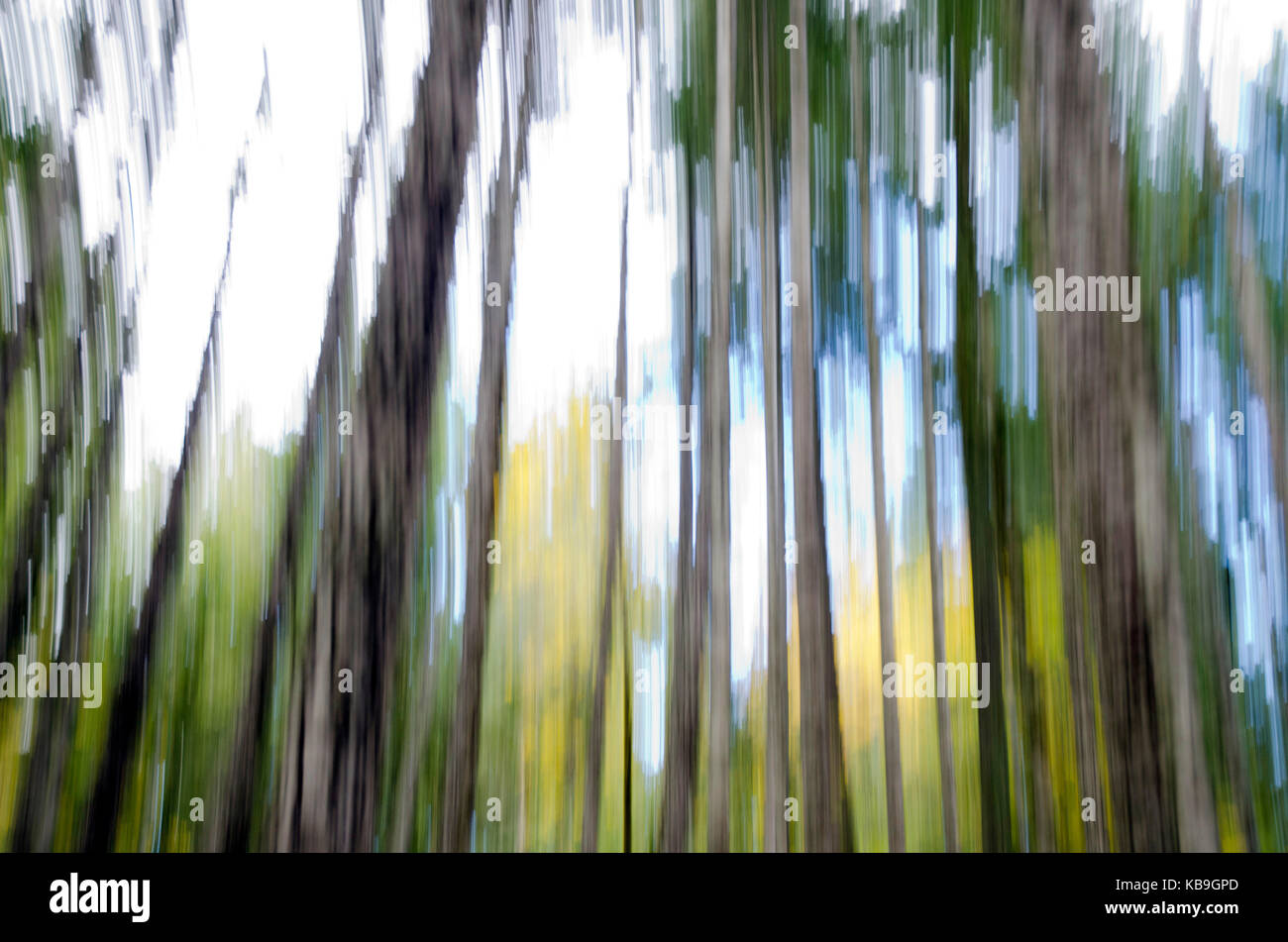 Tigh-Na-Mara Bäume Stockfoto