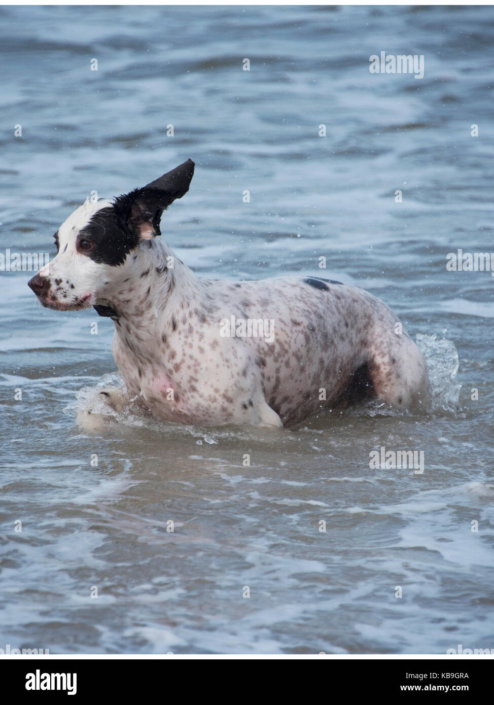 Dalmation spritzt ins Wasser Stockfoto
