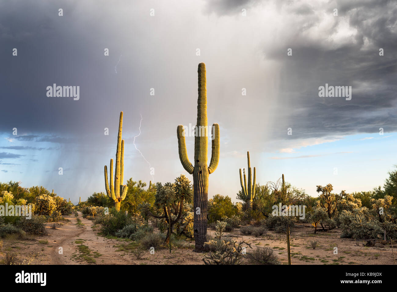 Landschaftlich reizvolle Landschaft der Sonoran-Wüste mit Saguaro-Kaktus und Regen, der von einem Monsunsturm in der Nähe von Marana, Arizona, fällt Stockfoto