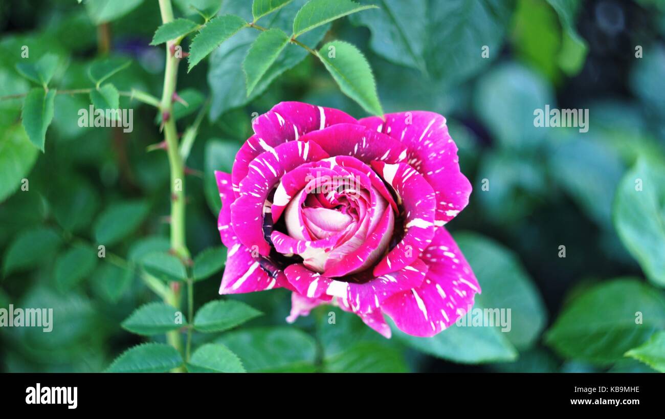 Rosen in verschiedenen Farben und Sorten, wachsen im Blumenbeet in den Stadtpark. Diese Blumen sind mit göttlicher Duft und magische Farben gefüllt Stockfoto