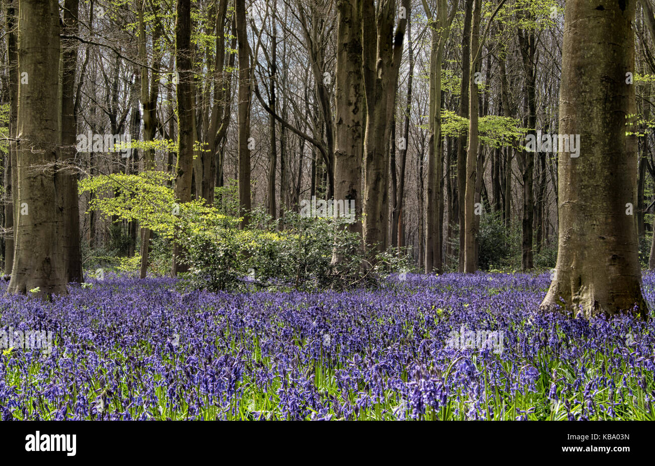 Bluebells im Frühling in West Woods in Wiltshire, England, Europa Stockfoto