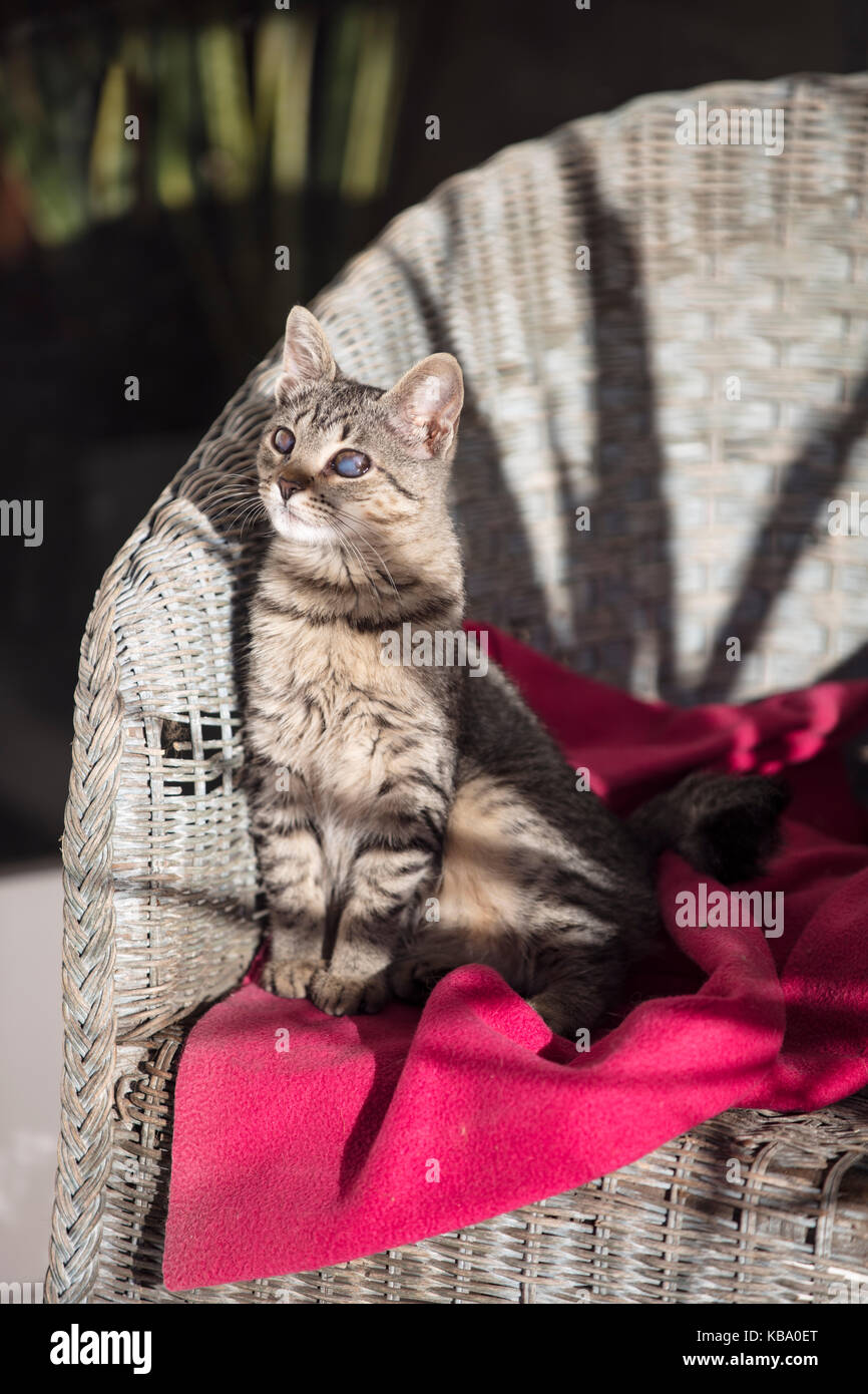 Junge Katze in einem Stuhl sitzend Stockfoto