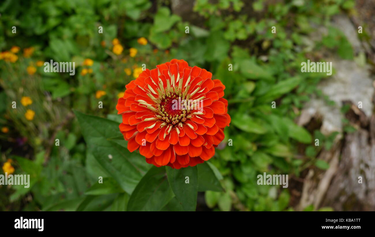 Red Zinnia Blume Stockfoto