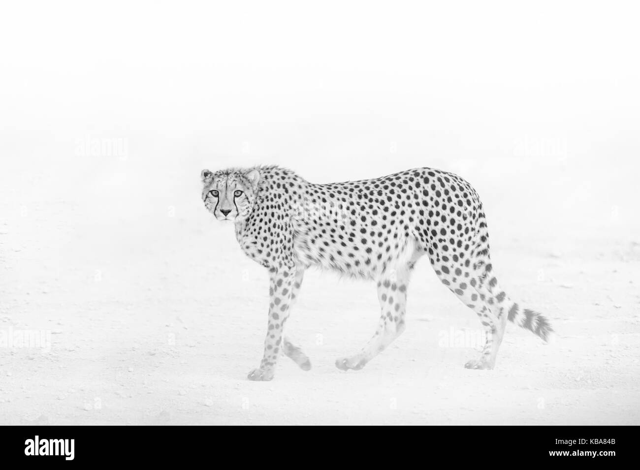 Cheetah im Staub, Etosha National Park, Namibia Stockfoto