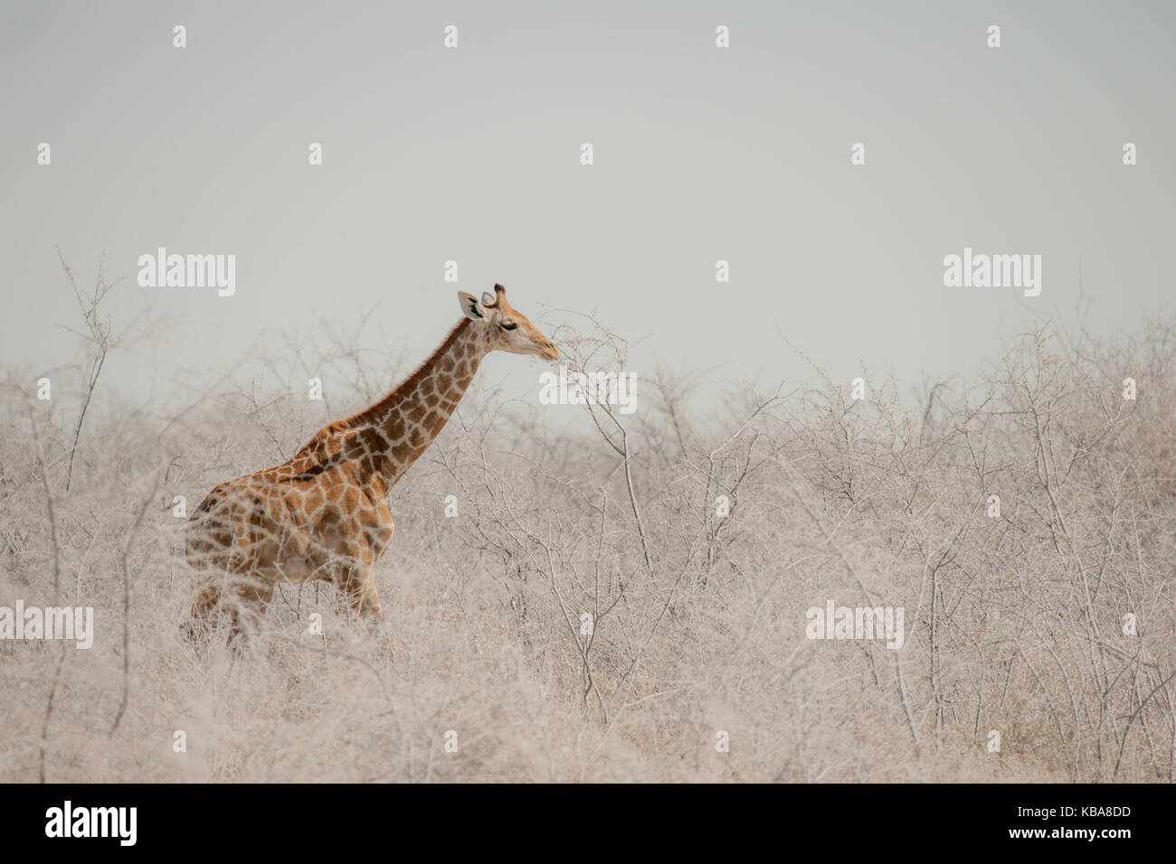 Eine Giraffe mit Kalb schlängelt sich durch den Staub bedeckten Büsche, Etosha National Park, Namibia Stockfoto