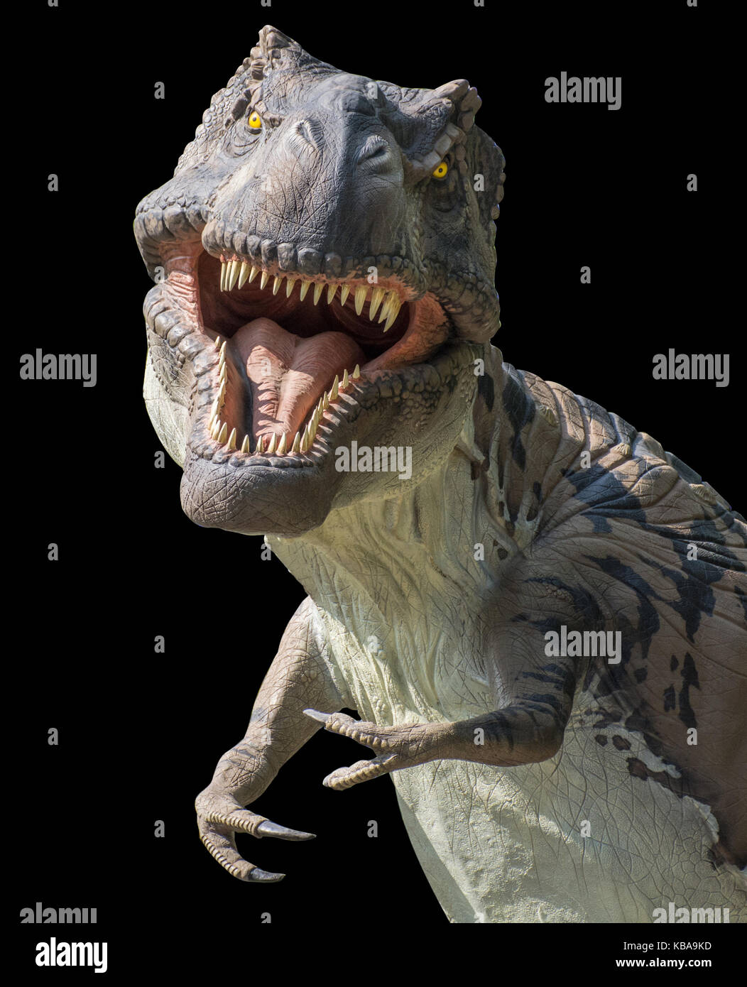 Tyrannosaurus rex auf schwarzem Hintergrund Stockfoto