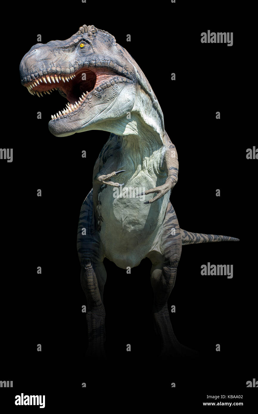 Tyrannosaurus rex auf schwarzem Hintergrund Stockfoto