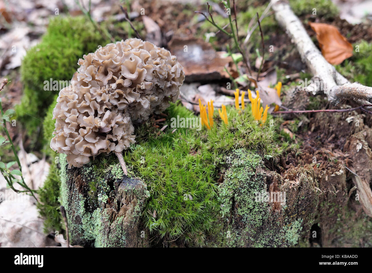 Blumenkohl Pilz (sparassis Crispa) und gelb (stagshorn calocera Viscosa) auf Baumstamm im Wald Stockfoto