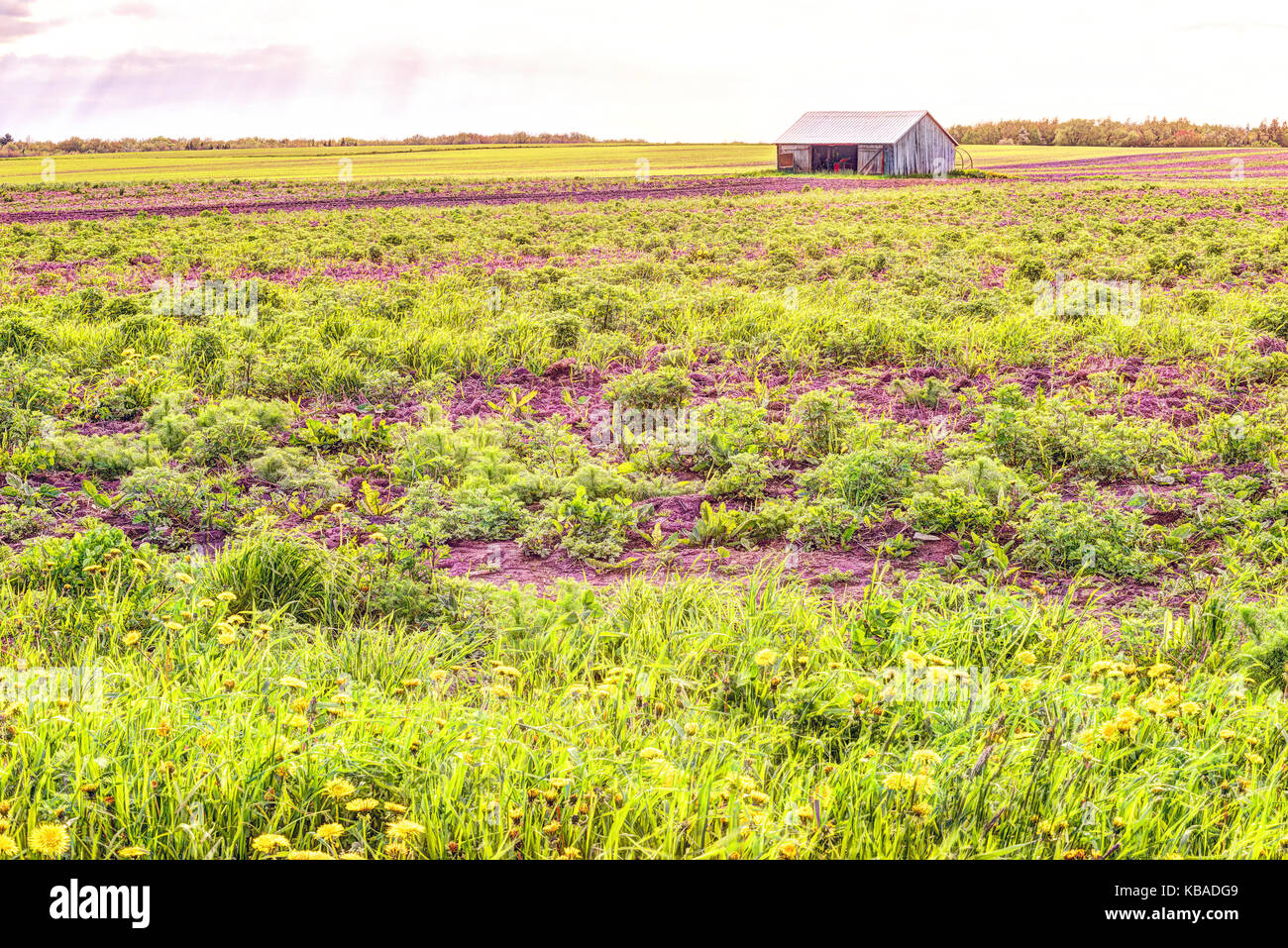 Rot bemalten alten Vintage Schuppen, Scheune mit Reihen von Anbau Furche land Pflanzen im Boden im Sommer Landschaft Feld in der Landschaft Stockfoto