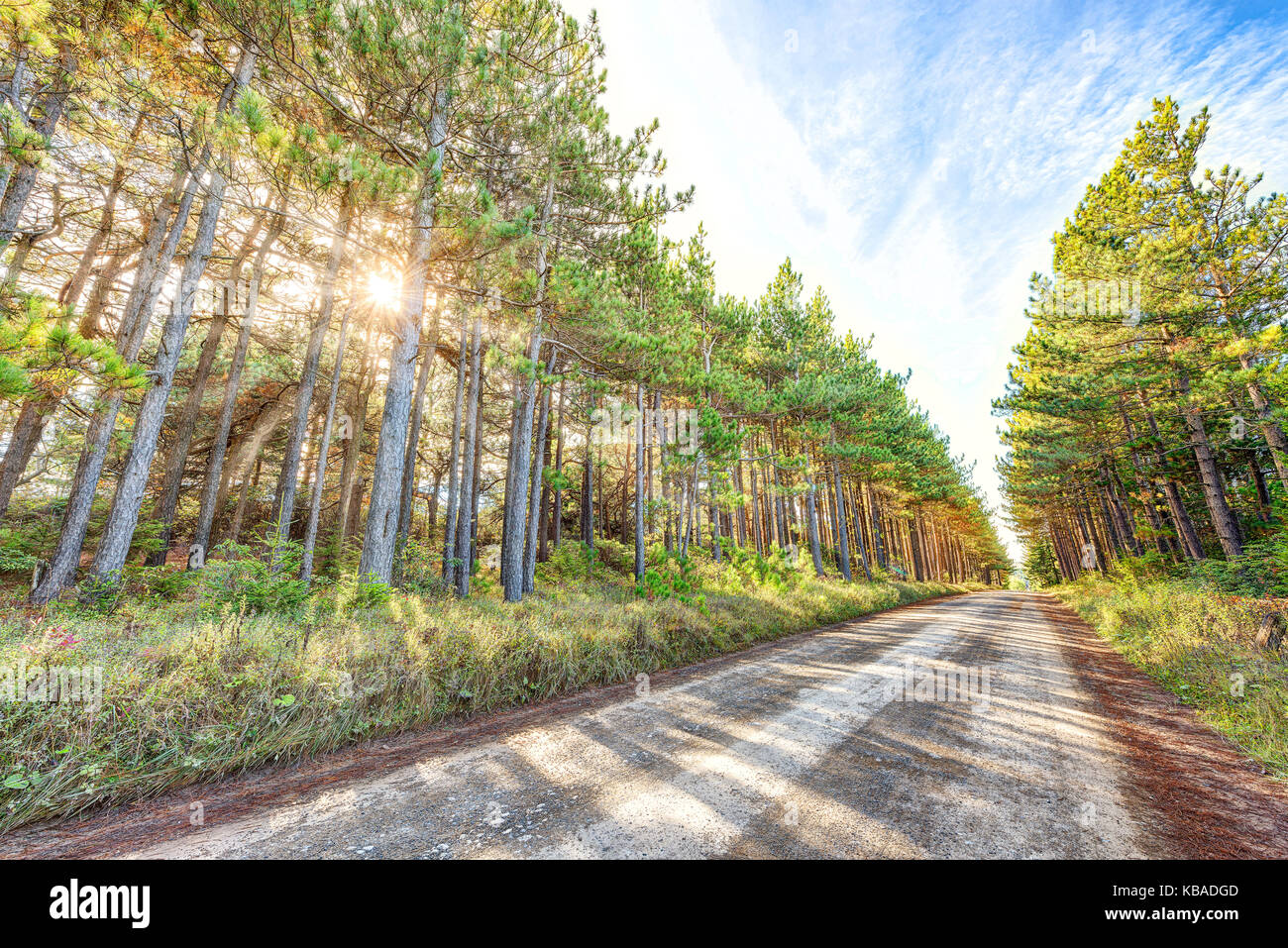 Vanishing Schmutz Rocky Road durch Kiefernwald in Dolly Grassoden, West Virginia im Herbst mit Schatten, sunburst Sun gepflastert, strahlen durch Platzen Stockfoto