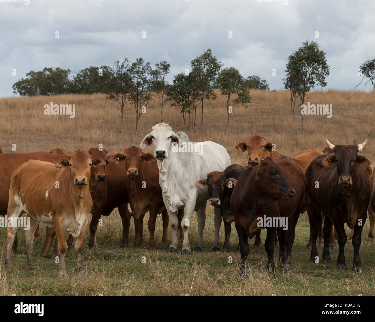 Gemischte Herde Rinder frei Roaming in Queensland, Australien. Stockfoto