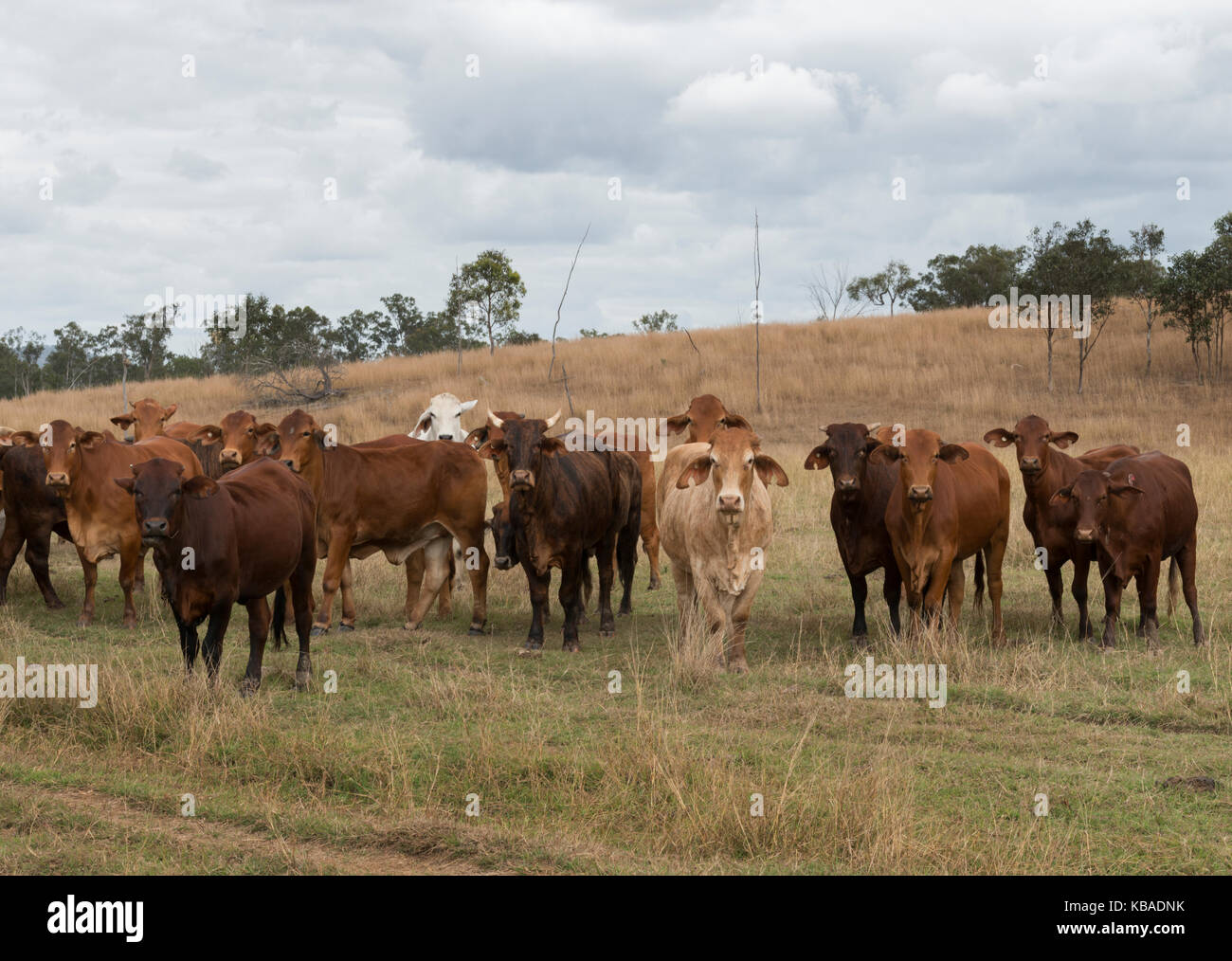 Gemischte Herde Rinder frei Roaming in Queensland, Australien. Stockfoto