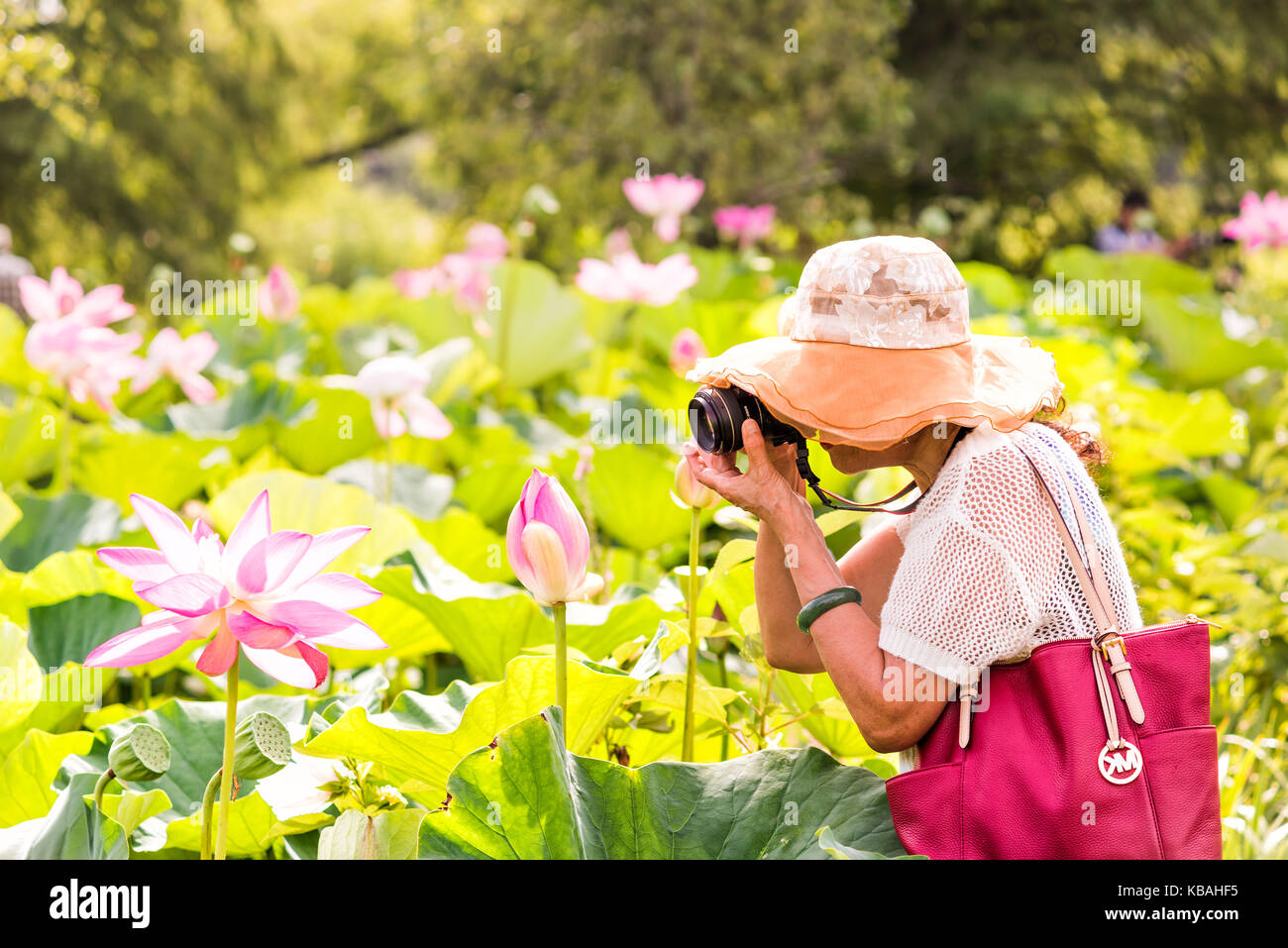 Washington DC, USA - 23. Juli 2017: Hell weiß und pink Lotus Blumen mit asiatischen Senior Frau Fotos Fotos mit DSLR-Kamera, die im Goldenen sunl Stockfoto