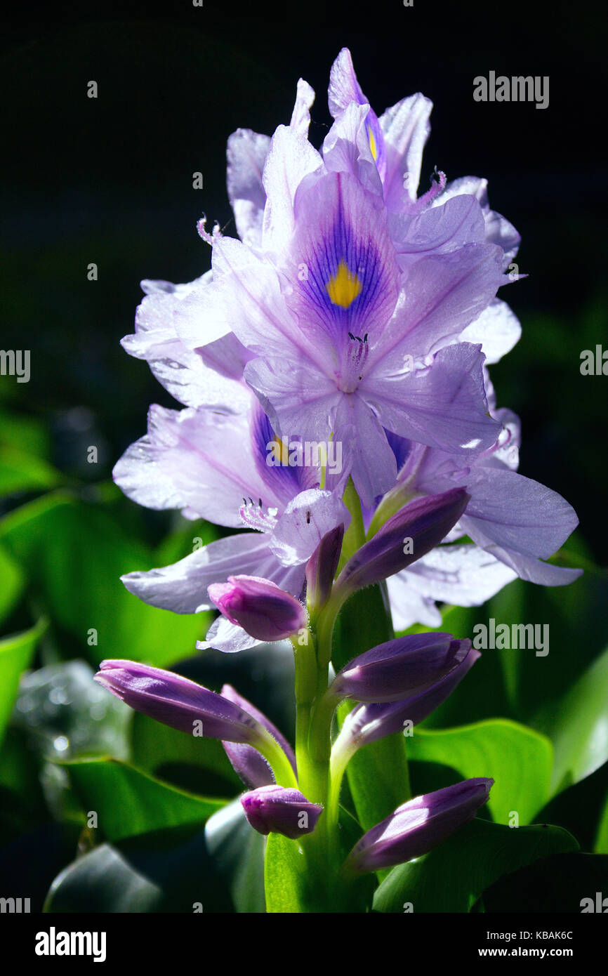 Botanic Wasserhyazinthe (Eichhornia crassipes) in Venezuela Stockfoto