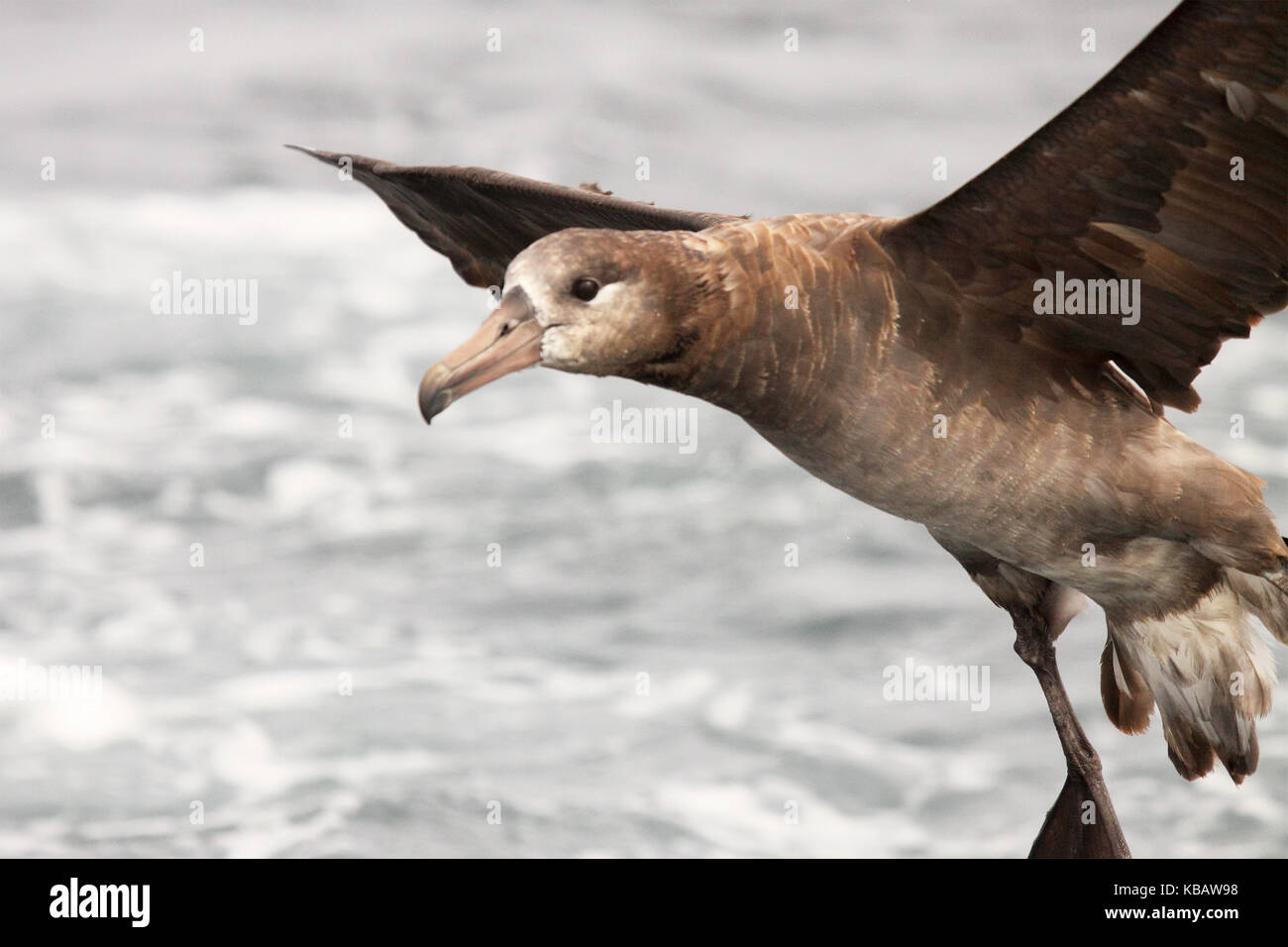 Eine Schwarz-füßige Albatross hängen auf der Wind während einer Annäherung. Stockfoto