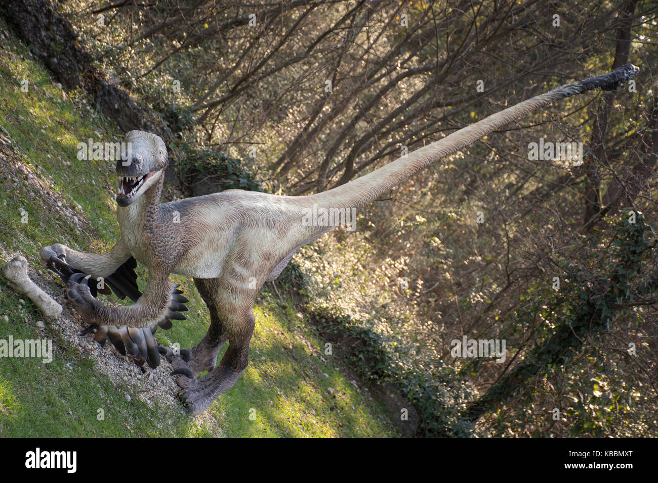 Gefiederte velociraptor Stockfoto
