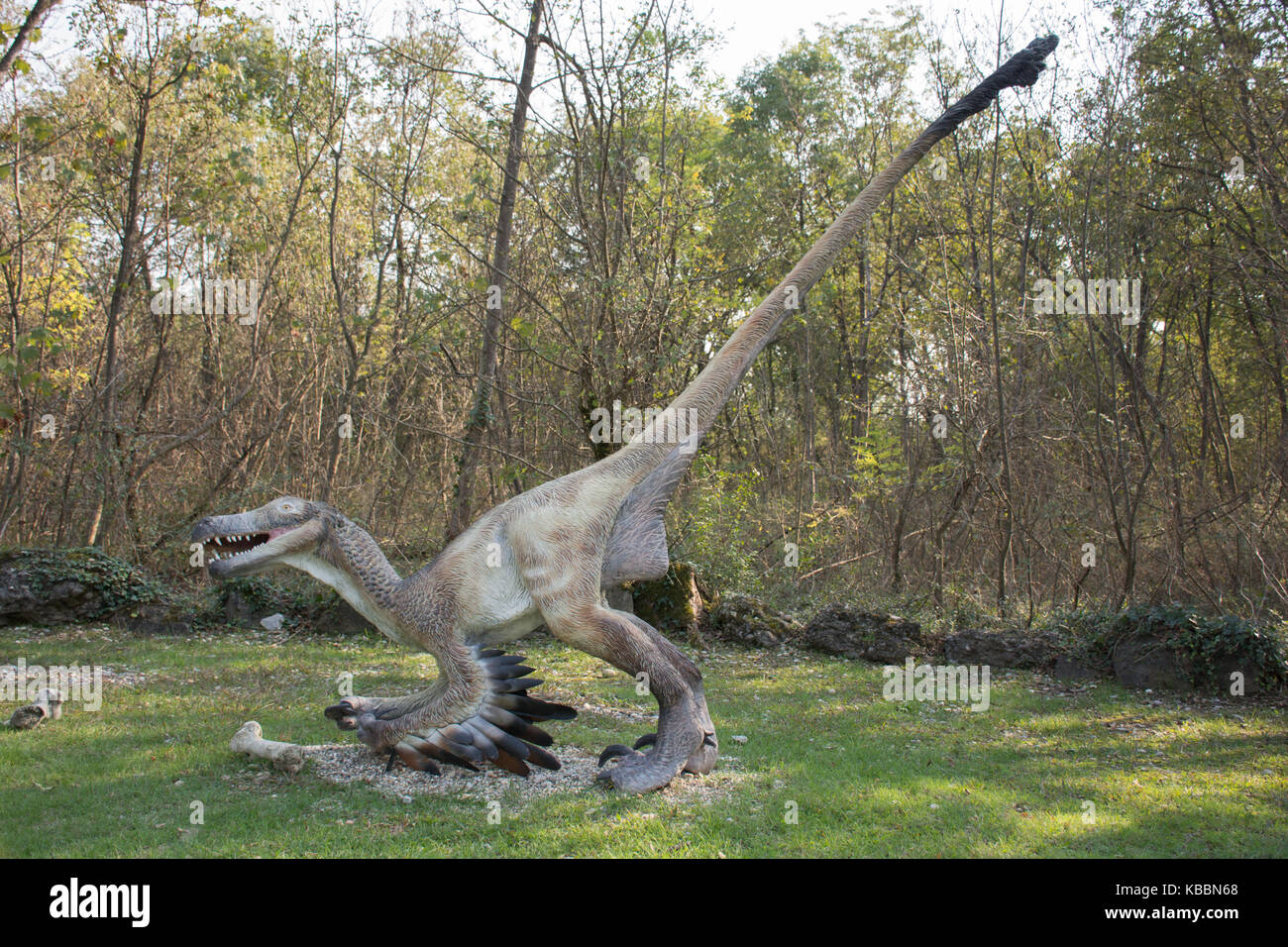 Gefiederte velociraptor Stockfoto