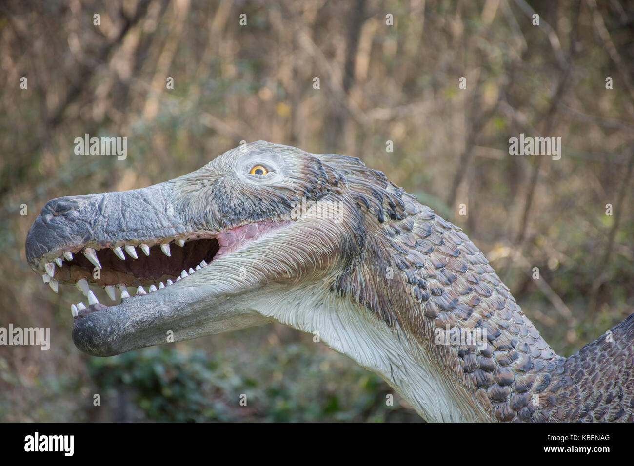 Gefiederte velociraptor Stockfoto