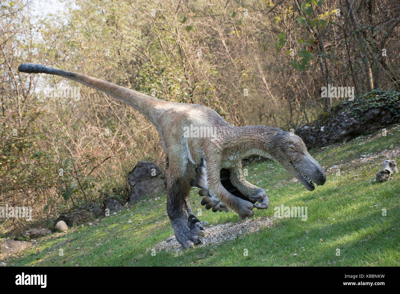 Gefiederte velociraptor Stockfoto