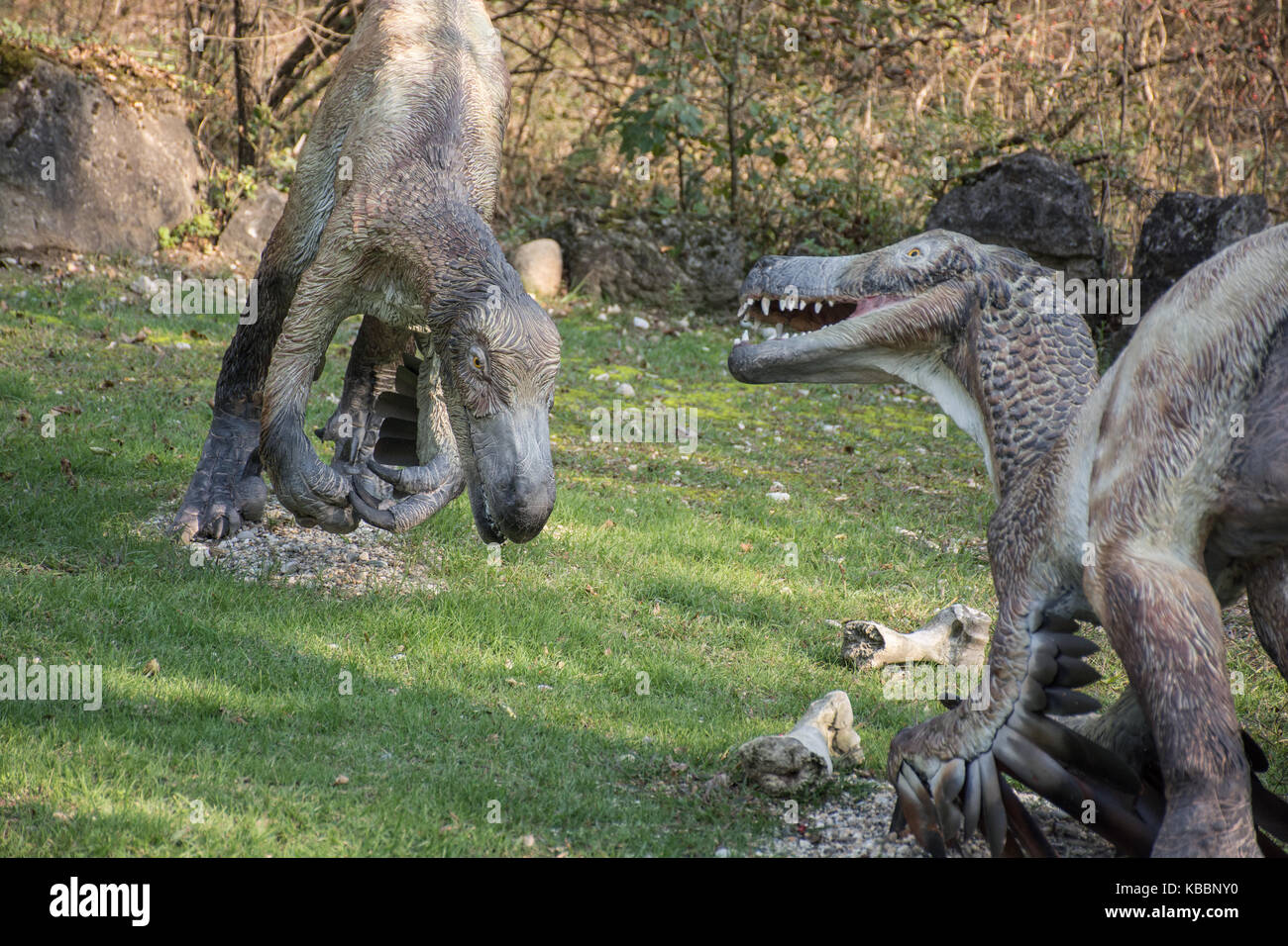 Gefiederte velociraptor Stockfoto