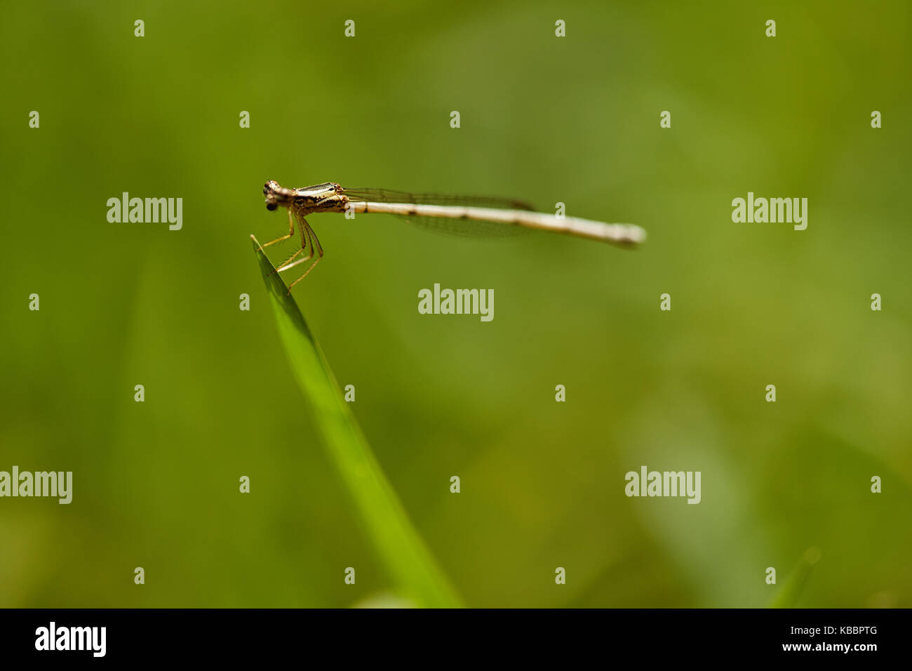 Markante Nahaufnahme von roten Skimmer oder Feuerwerkskörper Libelle. Libellula saturata. Sehr detaillierte closeup mit gutem Profil Winkel. Stockfoto