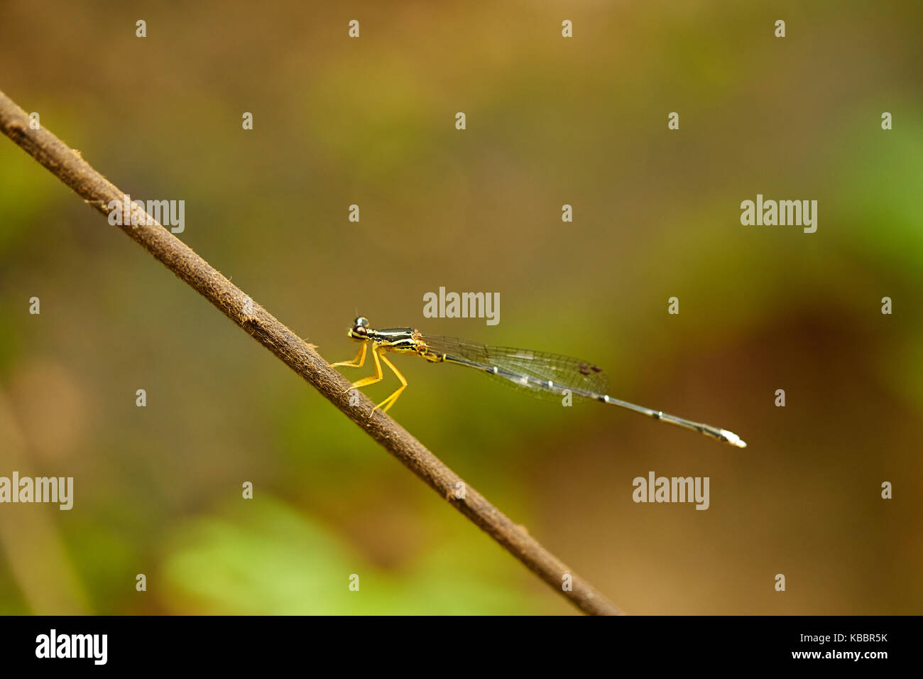 Markante Nahaufnahme von roten Skimmer oder Feuerwerkskörper Libelle. Libellula saturata. Sehr detaillierte closeup mit gutem Profil Winkel. Stockfoto