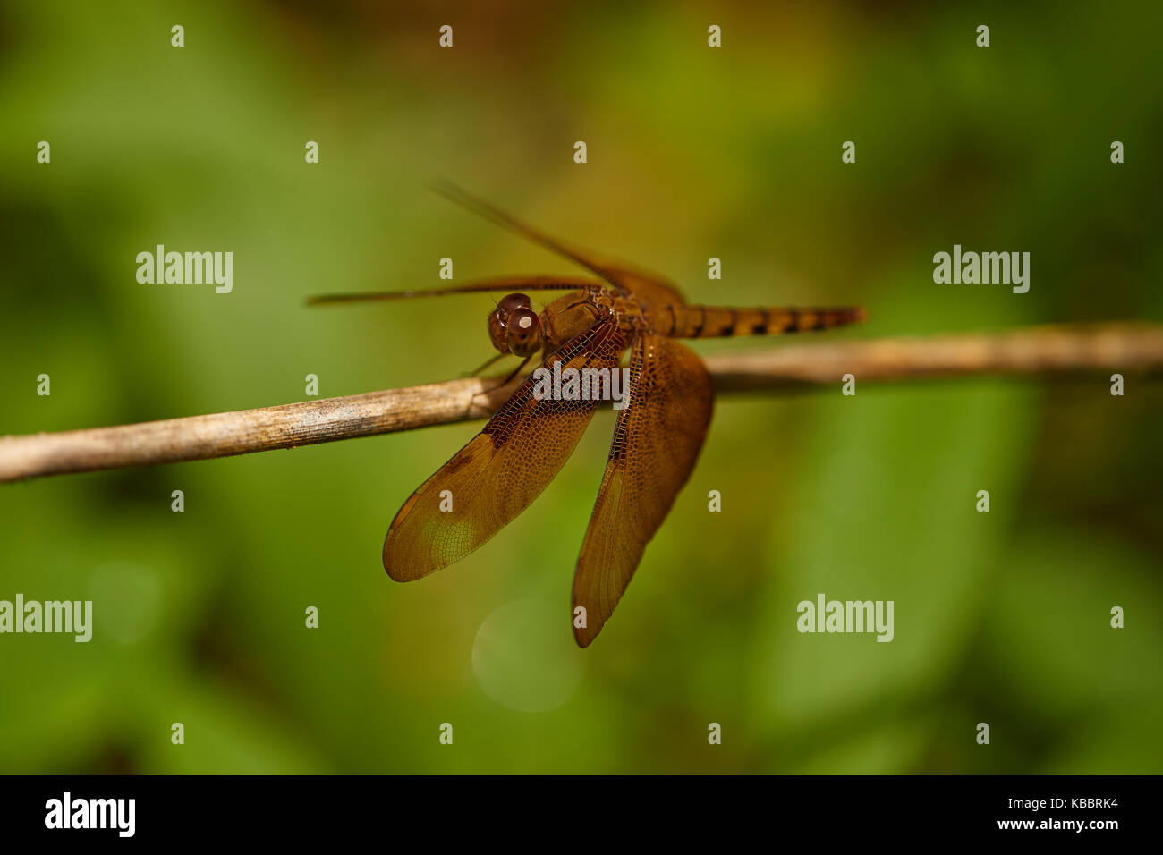 Markante Nahaufnahme von roten Skimmer oder Feuerwerkskörper Libelle. Libellula saturata. Sehr detaillierte closeup mit gutem Profil Winkel. Stockfoto
