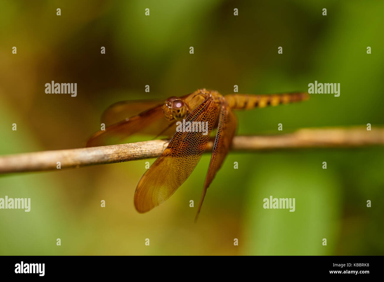 Markante Nahaufnahme von roten Skimmer oder Feuerwerkskörper Libelle. Libellula saturata. Sehr detaillierte closeup mit gutem Profil Winkel. Stockfoto
