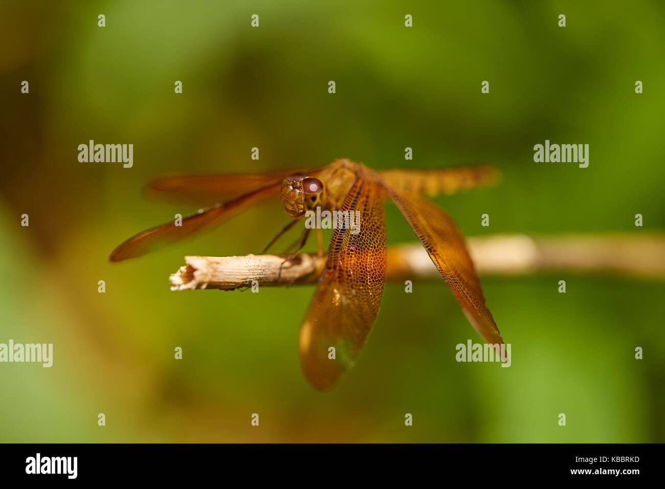 Markante Nahaufnahme von roten Skimmer oder Feuerwerkskörper Libelle. Libellula saturata. Sehr detaillierte closeup mit gutem Profil Winkel. Stockfoto