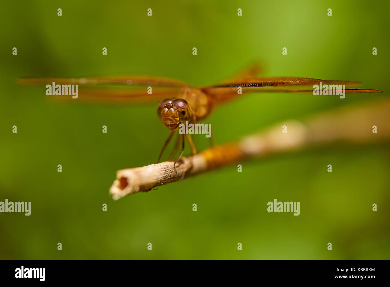 Markante Nahaufnahme von roten Skimmer oder Feuerwerkskörper Libelle. Libellula saturata. Sehr detaillierte closeup mit gutem Profil Winkel. Stockfoto