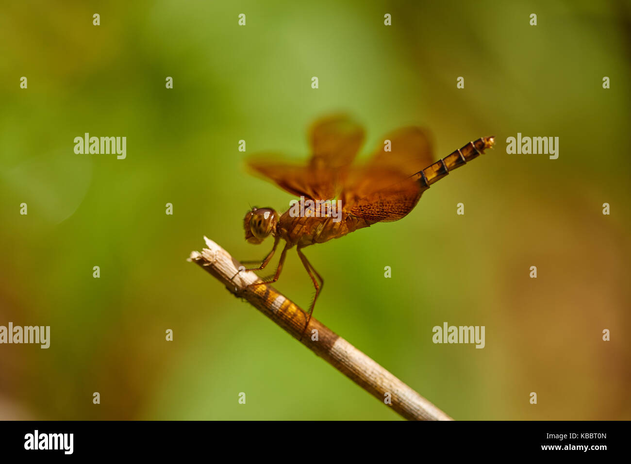 Markante Nahaufnahme von roten Skimmer oder Feuerwerkskörper Libelle. Libellula saturata. Sehr detaillierte closeup mit gutem Profil Winkel. Stockfoto