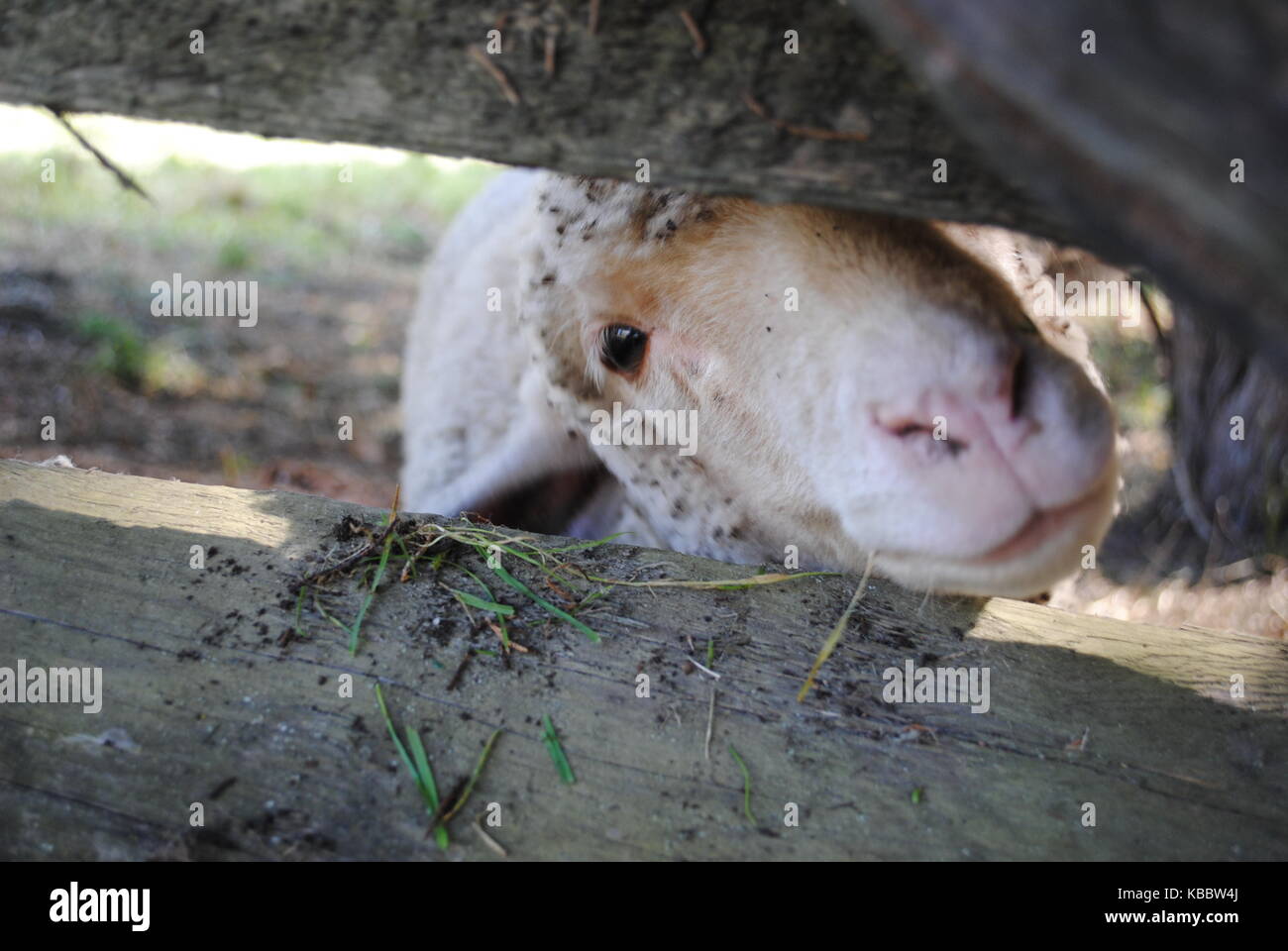 Ein Schaf peeping durch einen Zaun im Carriage Hill Metropark Stockfoto