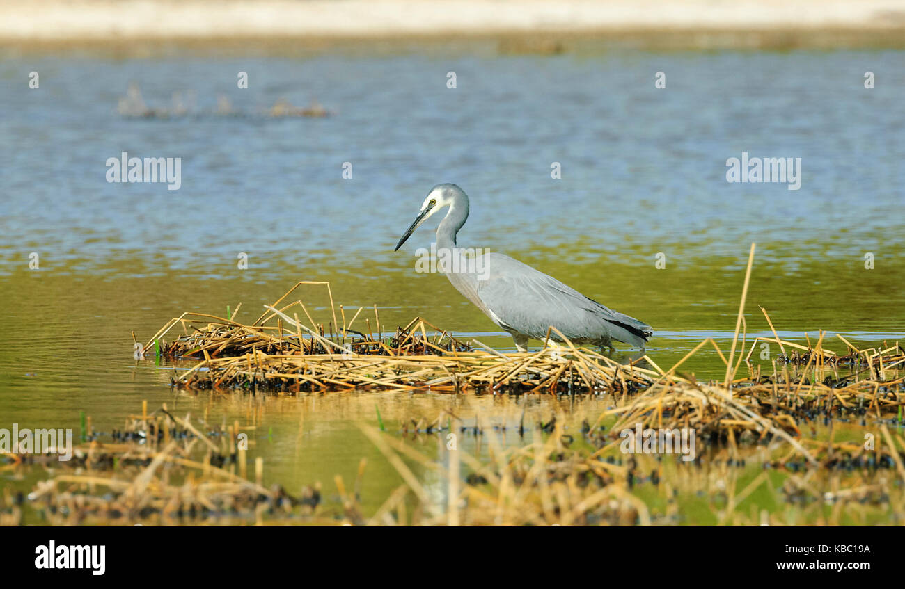 White-faced Heron (Egretta novaehollandiae), Bowra, in der Nähe von Cunnamulla, Queensland, Queensland, Australien Stockfoto