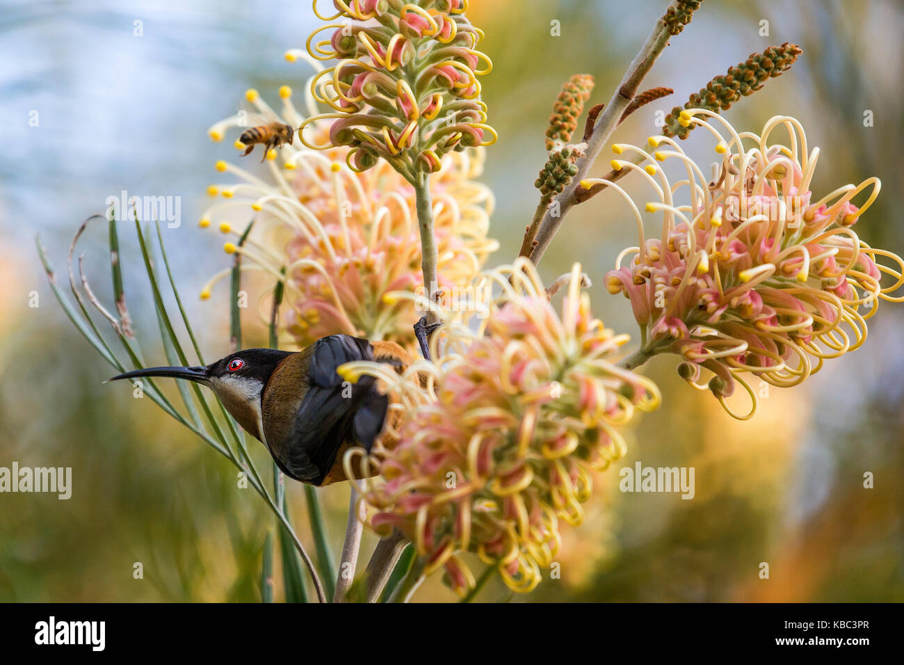 Exotische Vögel östlichen spinebill honeyeater Fütterung auf grevillea Nektar Stockfoto