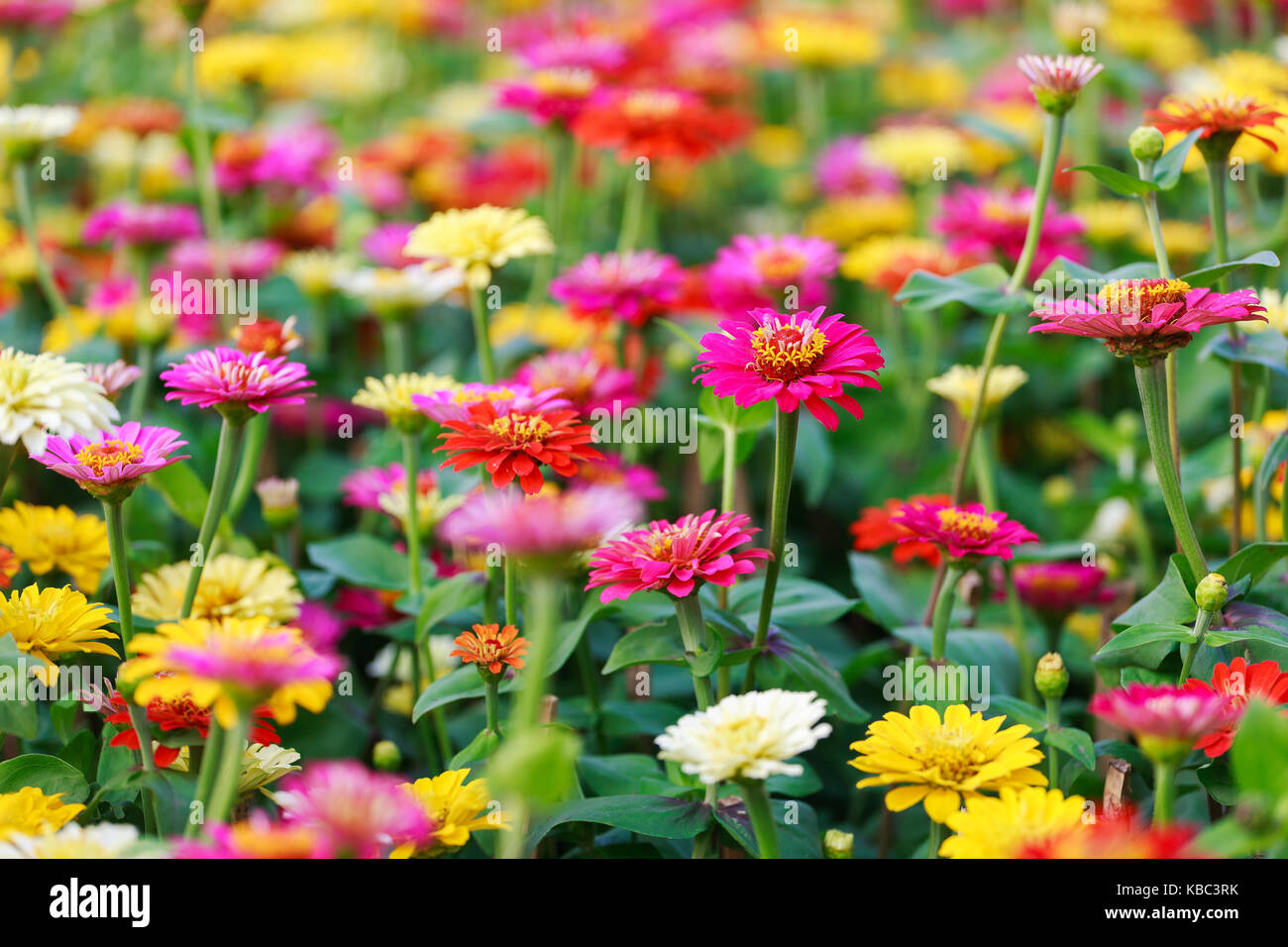 Schönen bunten Gerbera (Hoa dong Tien) Blumen im Frühling, Binh dong Blume schwimmenden Markt, Saigon, Vietnam Stockfoto