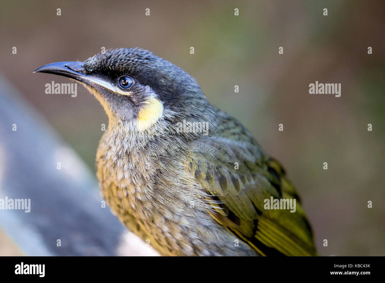 Die lewin honeyeater Stockfoto