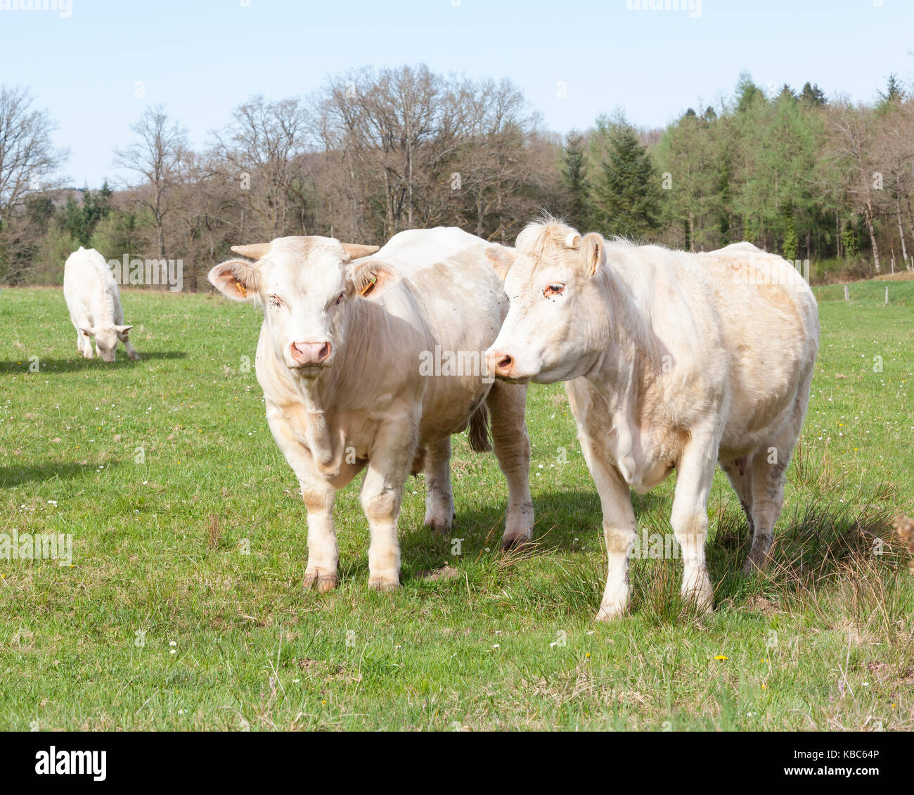 Weiß Charolais-rind Stier und Kuh in einer Frühjahr Weide mit einem jungen Kalb und Wald Hintergrund Stockfoto