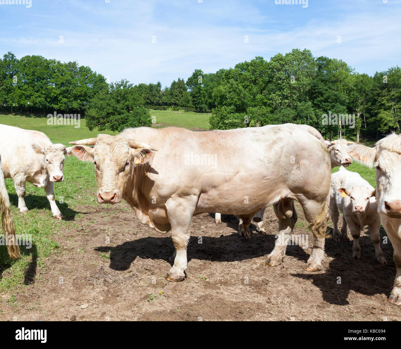Große weiße Charolais-rind Stier mit einer Herde von Kühen und Kälbern in einem üppigen, grünen mountian Weide mit Bäumen. Schließen Sie die Seitenansicht an Kamera suchen Stockfoto