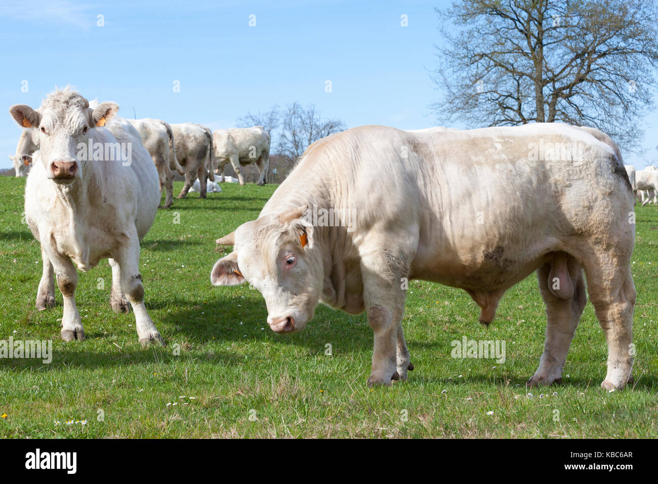 Neugierig weiß Charolais-rind Stier und Kuh grasen in einer üppigen Feder Weide mit den anderen catlle in der Herde hinter Ihnen in der Nähe zu sehen. Stockfoto