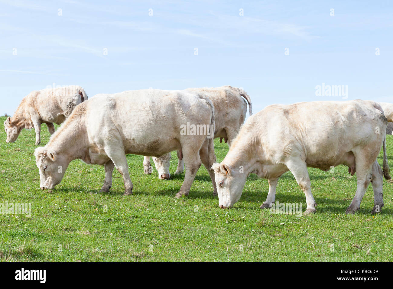 Herde weiß Charolais-rind Kühe grasen in einer psirng Weide. Diese französische Rinderrasse ist für die Fleischproduktion gezüchtet. Stockfoto