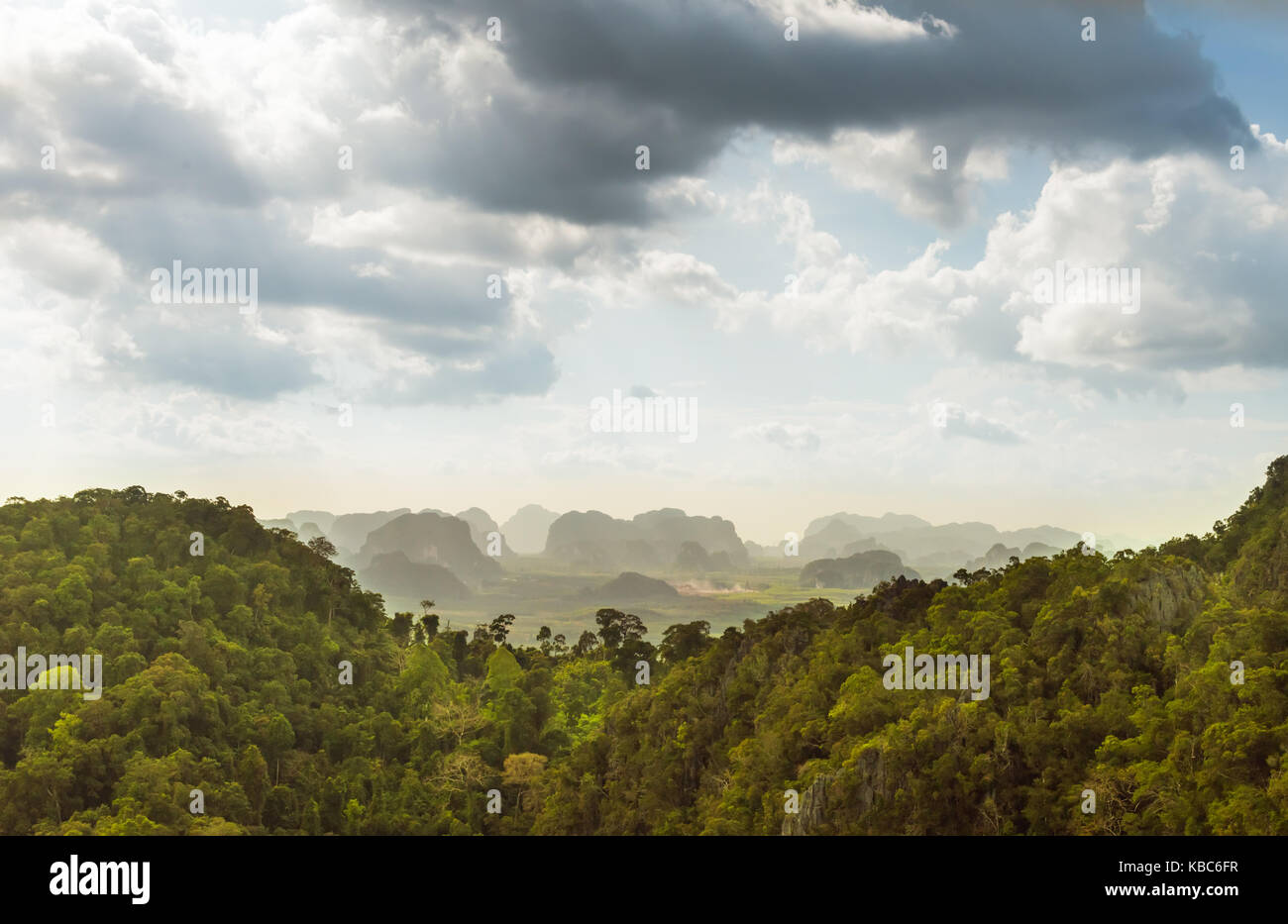 Regenwald in Thailand Stockfoto