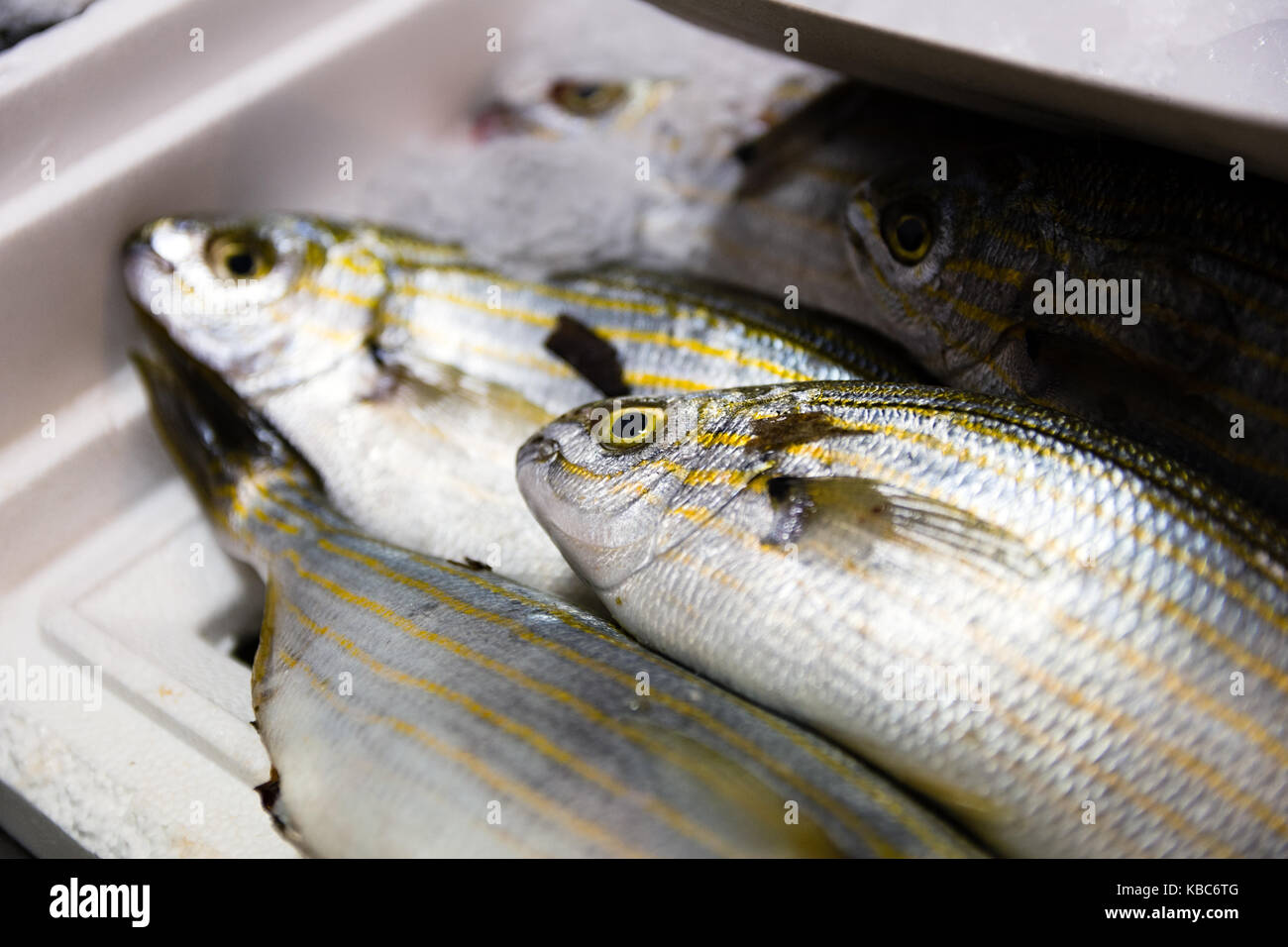 Detaillierte Nahaufnahmen der frisch gefangenen sarpa Salpa oder salema Porgy in Weiß Fach mit Eis für den Verkauf in der griechischen Fischmarkt Stockfoto