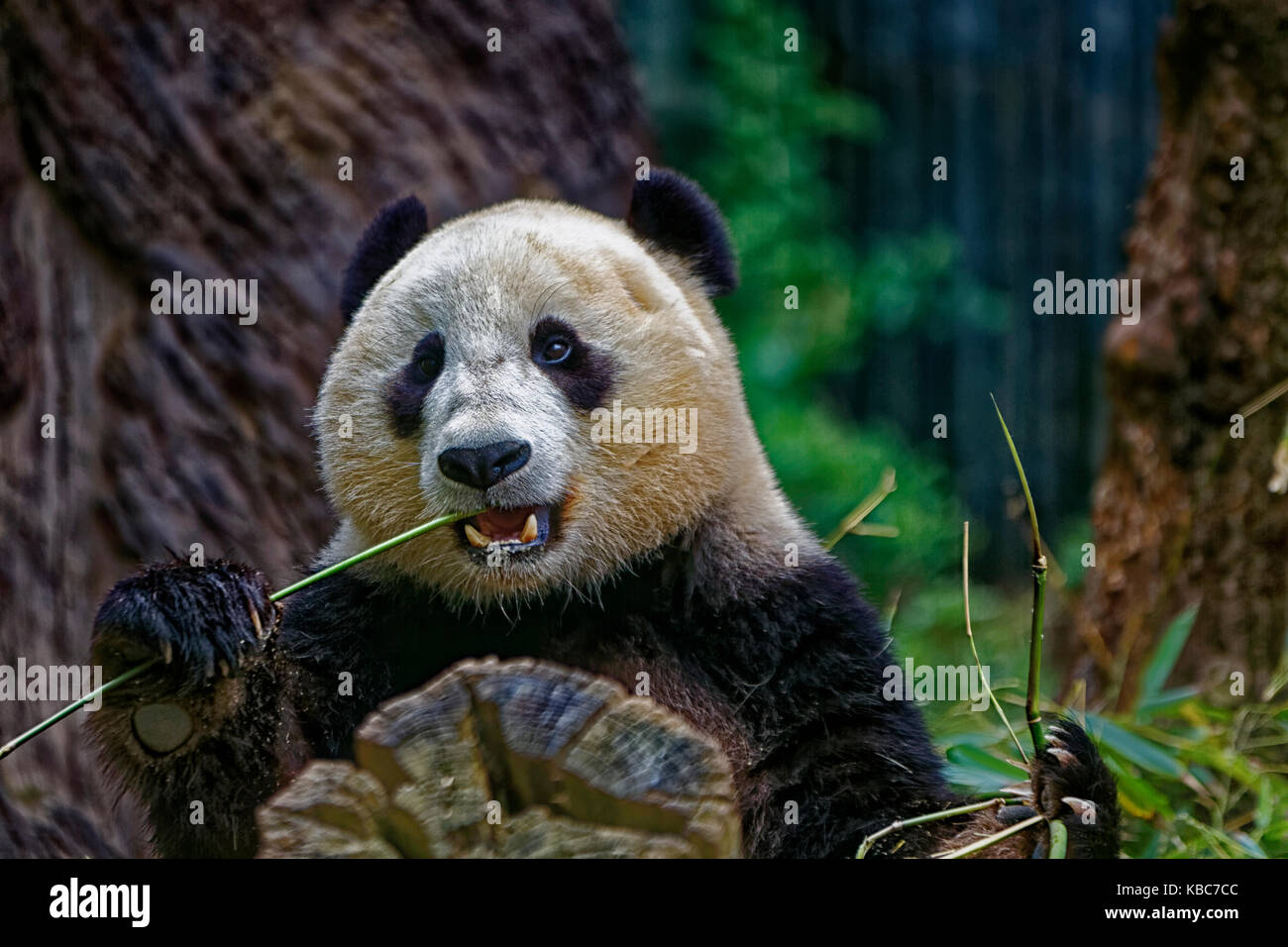 Panda, der Bambus isst, zeigt Gesicht mit verschwommenem Hintergrund Stockfoto