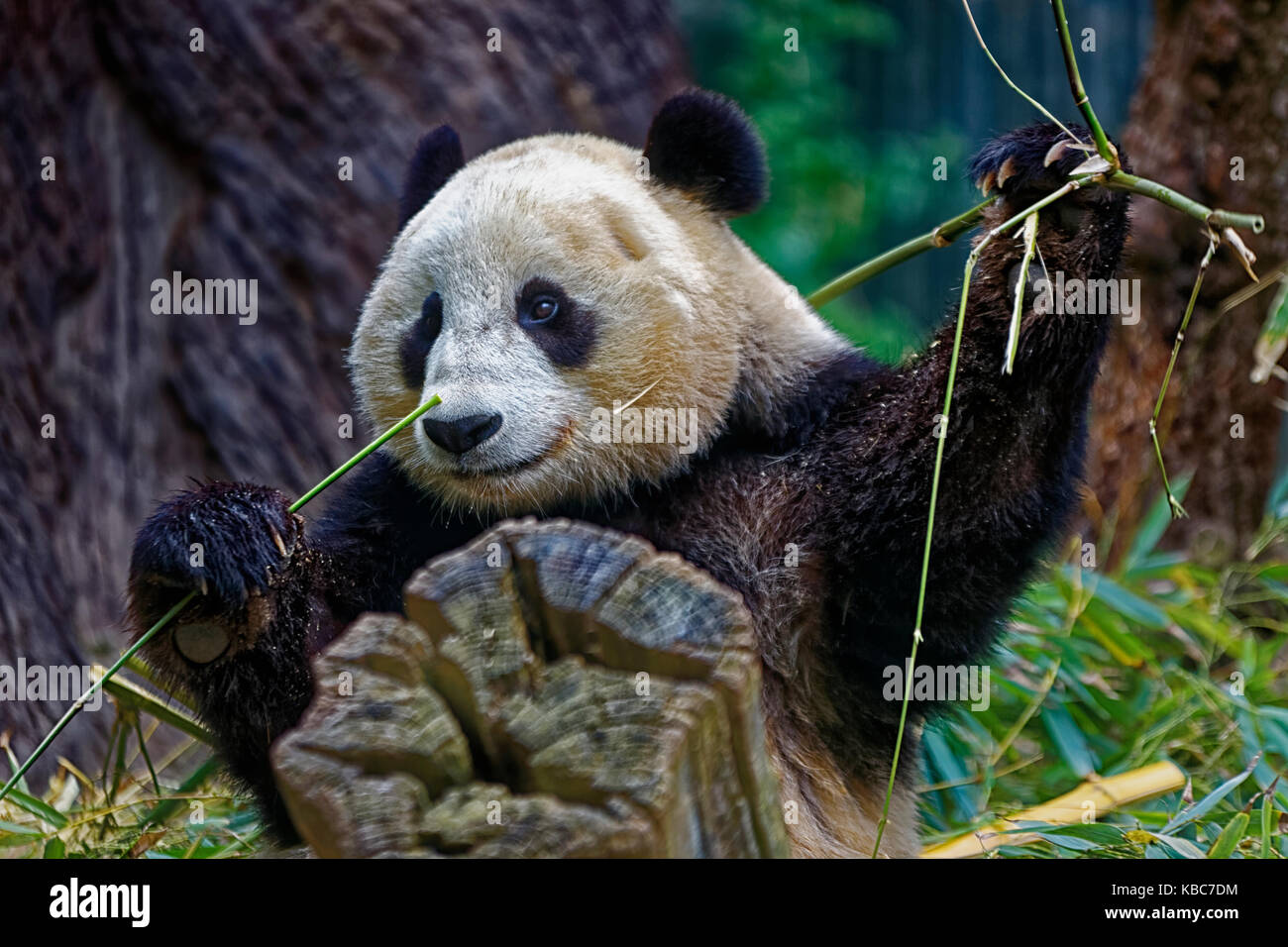 Panda, der Bambus isst, zeigt Gesicht mit verschwommenem Hintergrund Stockfoto