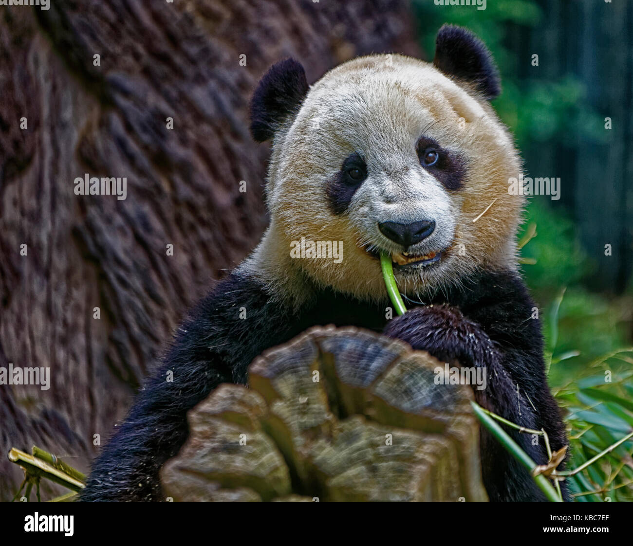 Panda, der Bambus isst, zeigt Gesicht mit verschwommenem Hintergrund Stockfoto