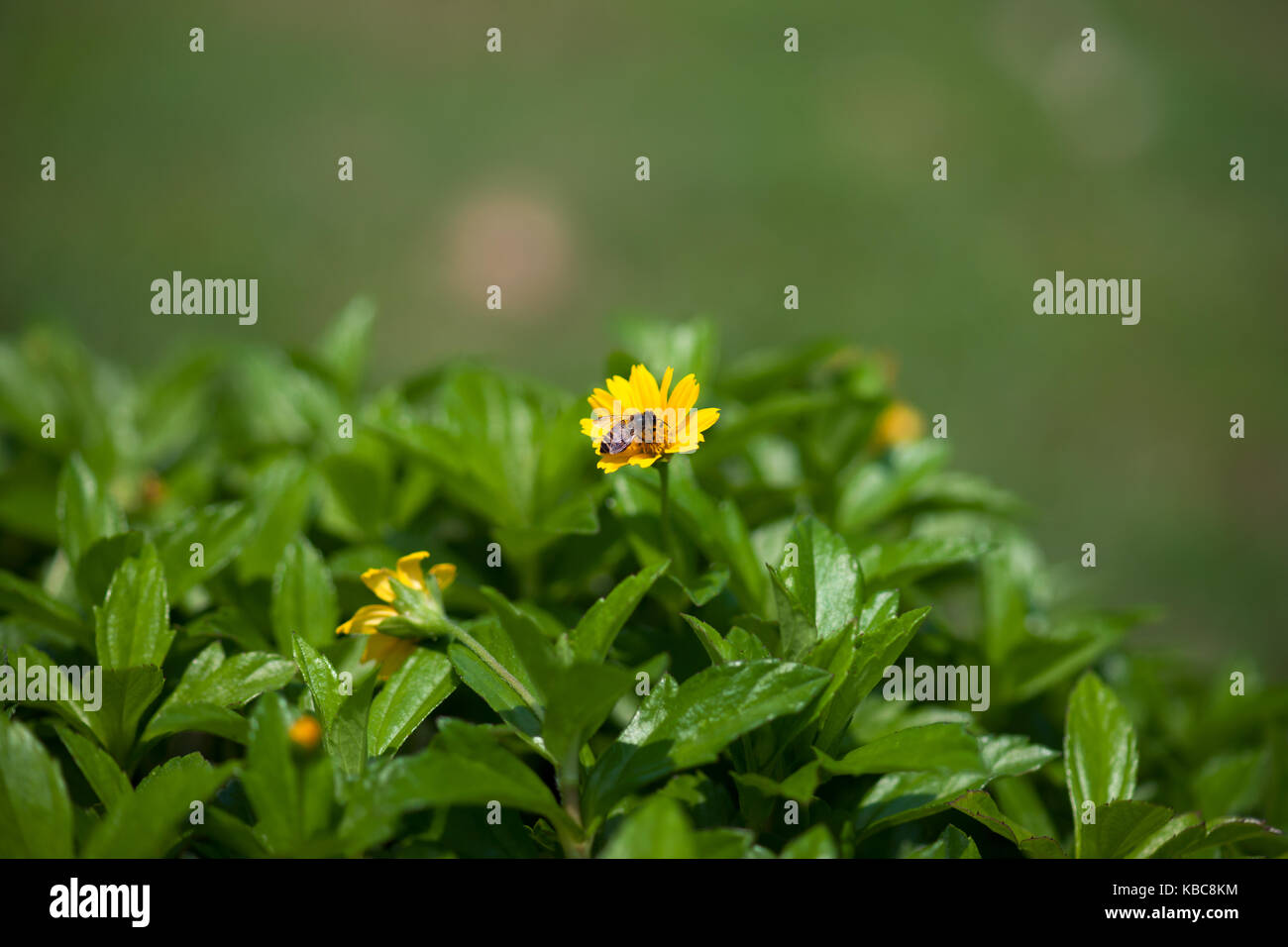 Kleine Biene arbeiten immer Honig Nektar von gelbe Blume im grünen Feld in den Morgen. Stockfoto