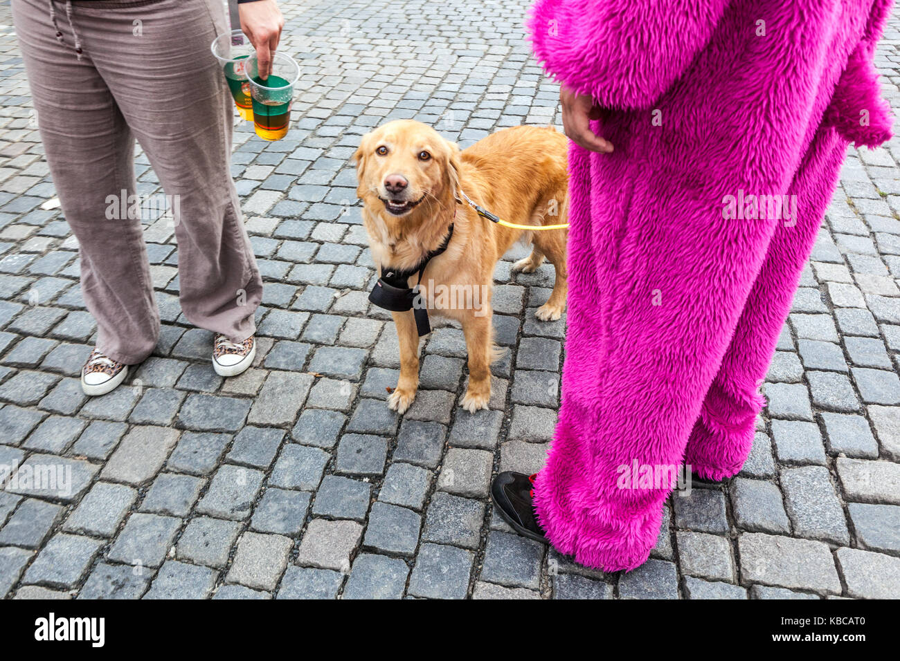 Ein fröhlich lächelnder Hund sieht eine Person in einem leuchtend rosa Pelzkostüm auf einer Kopfsteinpflasterstraße während eines lustigen Stadtereignisses an Stockfoto