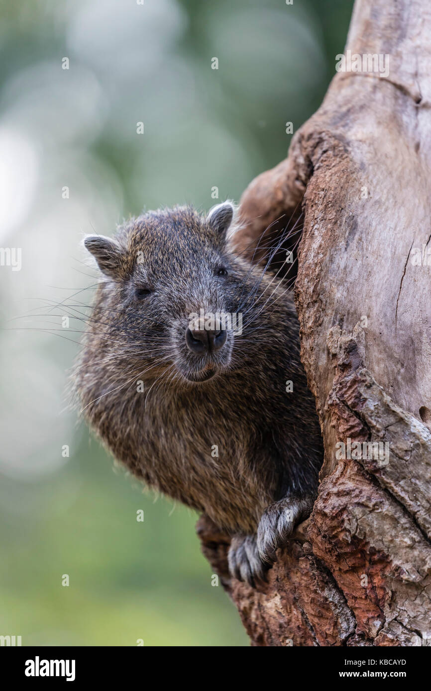 Captive Desmarest's hutia (Capromys pilorides) (Kubanische hutia), eine Art von Nagetier endemisch in Kuba, Westindien, Mittelamerika Stockfoto